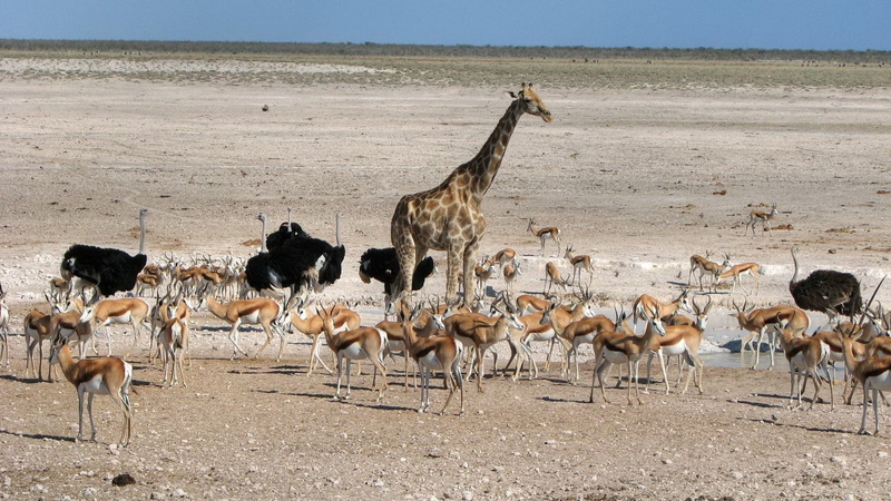 group Of Animals, large Group Of Animals, outdoors, gazelle, bird, antelope, land, herd, safari, animal themes, wildlife Reserve, wildlife, wilderness