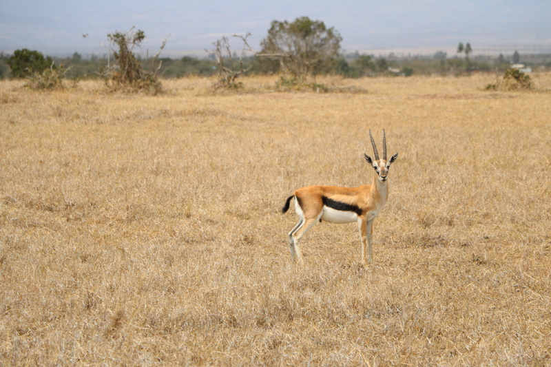 one animal, grass, herbivorous, gazelle, animal wildlife, field, climate, plant, nature, wildlife, vertebrate, safari, mammal, animals in the wild, wild