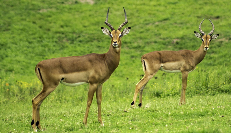 deers, wildlife, group of animals, animal themes, wild, day, green color, antelope, land, two animals, field, 4K, animal wildlife, plant, standing, outdoors