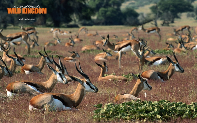 gazelle, herd, 1080P, antelope, deer, springboks