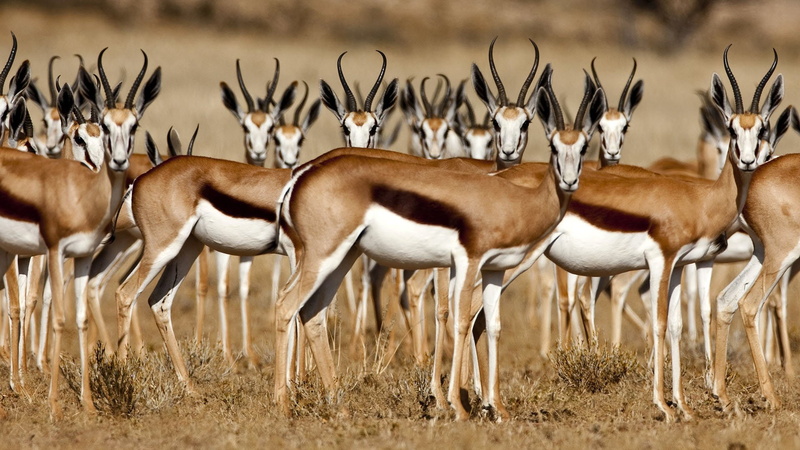 1080P, Animal, Gazelle