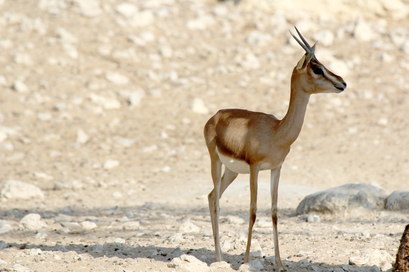 sand, mammal, animal, park, sunlight, vertebrate, photography, side view, asia, nature, herbivorous, focus, brown, selective, no people, conservation, full length