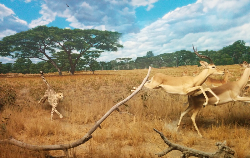 mountain, outdoors, land, chasing, grass, hunting, group of animals, running, one animal, gazelle, africa, animal, vertebrate, day, nature, no people, domestic animals