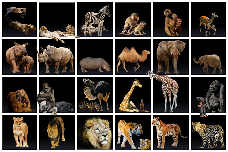 mammal, bird, monkey, dog, no people, arms raised, pachyderm, leopard, elephant, lion - feline, tiger, africa, vulture, black background, antelope, camel