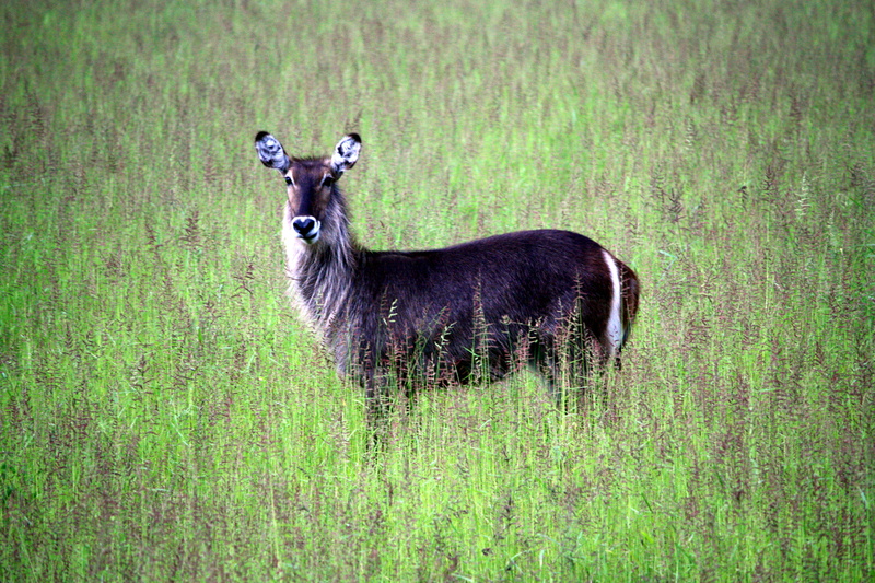 zambia, deer, day, livestock, grass, nature, vegetation, sheep, zebra, one animal, gazelle, plant, mammal, domestic animals, animal themes, vertebrate