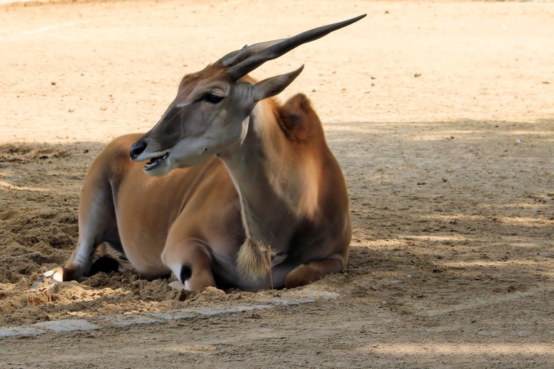 horns, land, africa, wildlife, domestic, animal themes, animal wildlife, two animals, animal, group of animals, zoo, sand, vertebrate, wild animal, gazelle