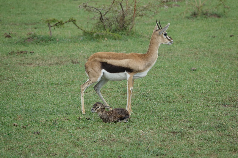 no people, land, grass, brown, full length, baby, standing, gazelle, nature, birth, herbivorous, plant, side view, day, vertebrate, outdoors, wildlife