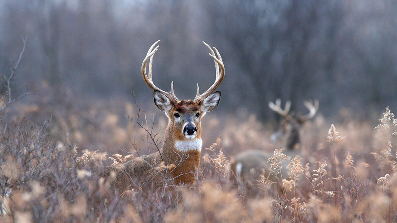 animal, grass, nature, antelope, antler, vertebrate, wildlife, antlers, brown, fawn, animal wildlife, woods, wild, 1080P, one animal, tree, male, park
