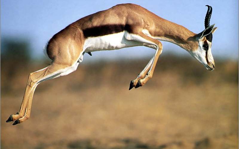 animal wildlife, vertebrate, one animal, motion, side view, day, focus on foreground, 720P, flying, animal themes, Animals, no people, jumping, brown