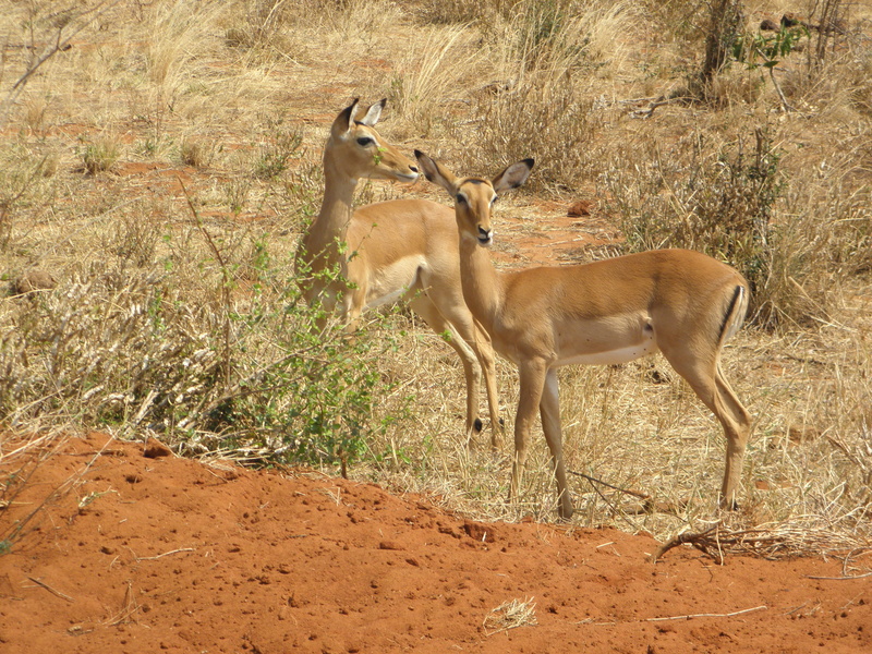 4K, africa, antelope, outdoors, wildlife, no people, vertebrate, mammal, deer, animals in the wild, gazelle, animal, herbivorous, grassland, savannah