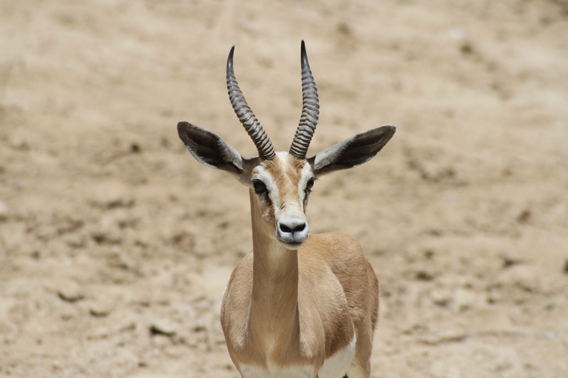 nature, 5K, animal wildlife, gazelle, impala, land, Herbivorous, mammal, climate, animals And Pets, wildlife, wild, vertebrate, wild Animals, horned, national Park