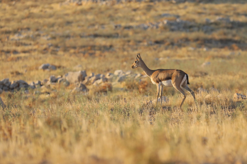 horn, 5K, herbivorous, buck, mammal, side view, africa, grass, cute, semi-arid, wilderness, game, springbok, day, profile view, scenics - nature, wildlife