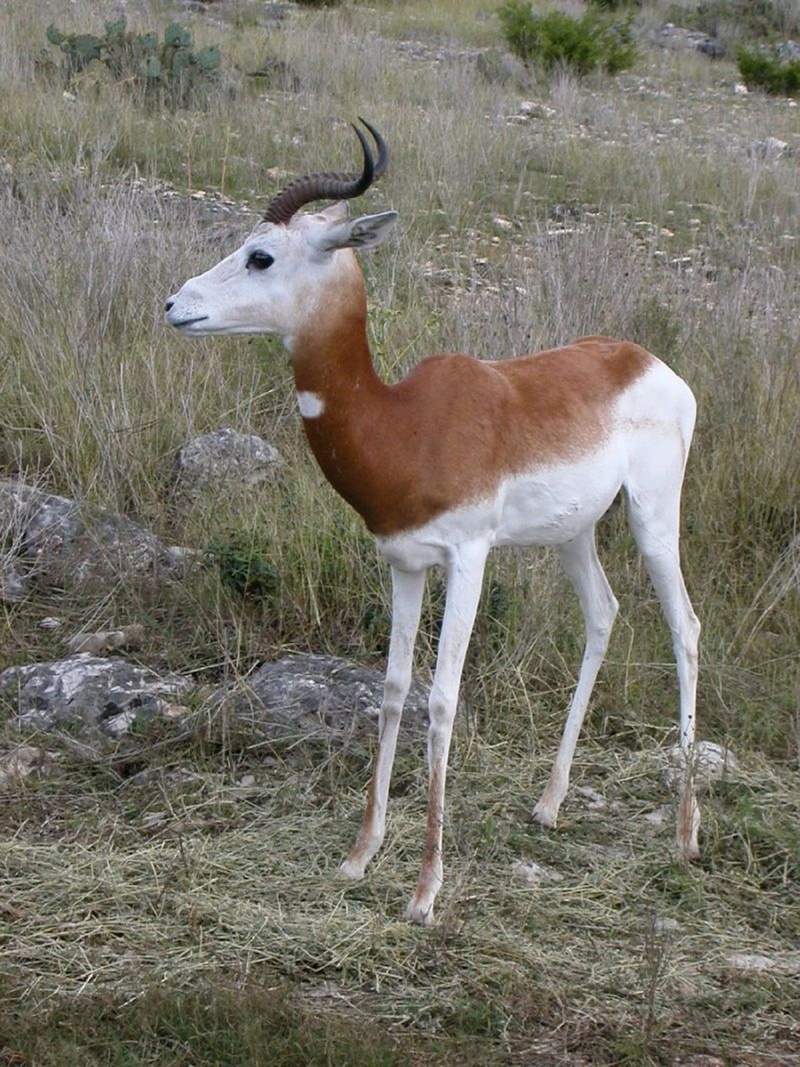 wildlife, wild, domestic animals, animals in the wild, vertebrate, animal, antidorcas marsupialis, gazelle, antelope, herbivorous, antelope-gazelle, field
