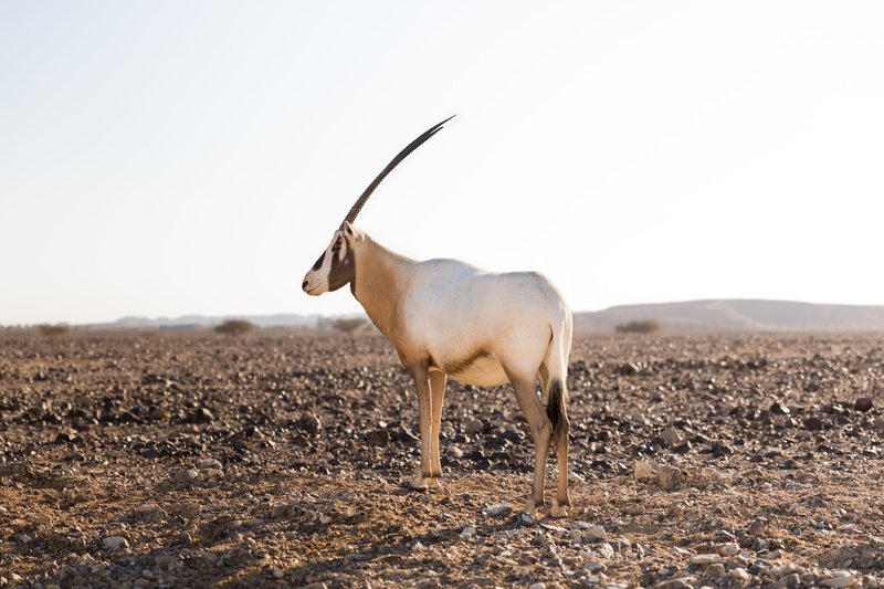 full length, one animal, nature, no people, legs, horn, tzofar, animal wildlife, animal, field, land, domestic animals, semi-arid, white, negev, clear sky