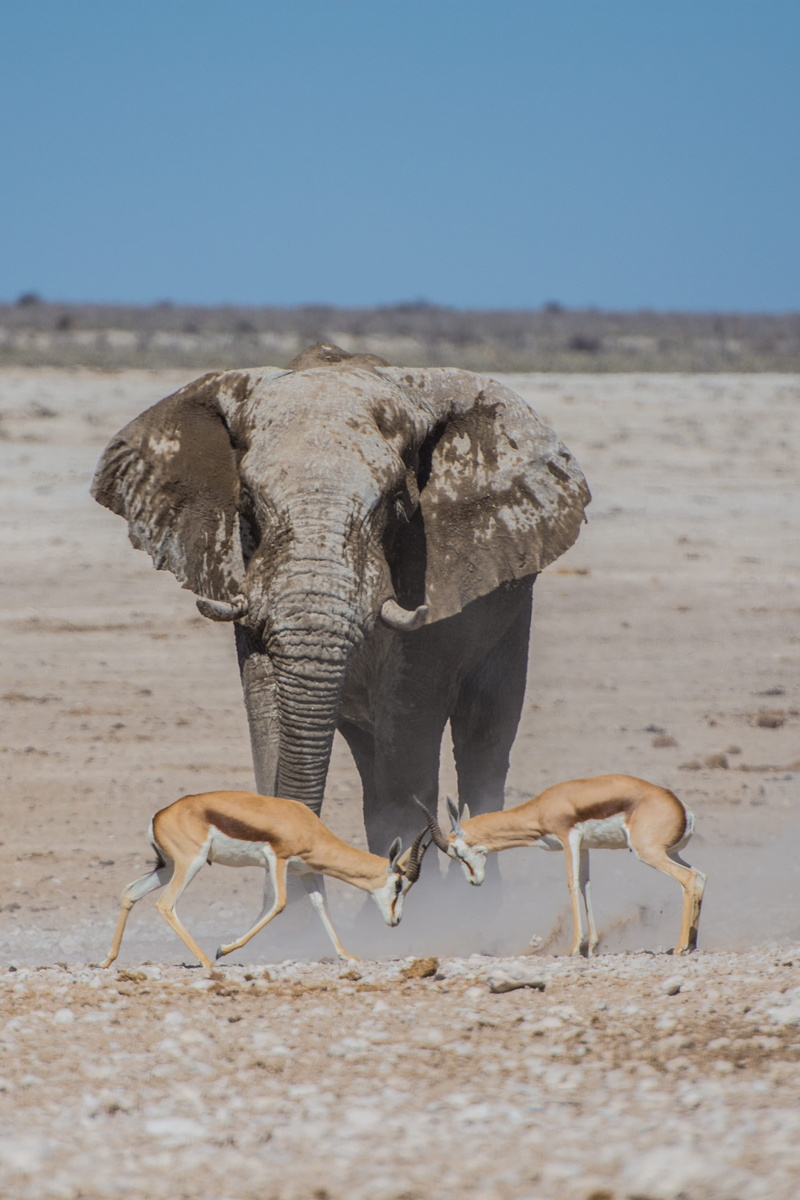 day, arid climate, field, africa, 4K, animal wildlife, safari, animal, gray, focus on foreground, elephant, deers, land, animal body part, mammals, desert