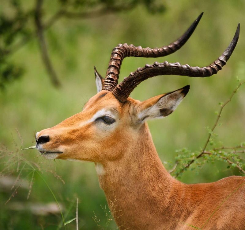 gazelle, park, one animal, animal, antler, day, animal wildlife, plant, animal head, profile view, no people, national, domestic animals, brown, deer, impala