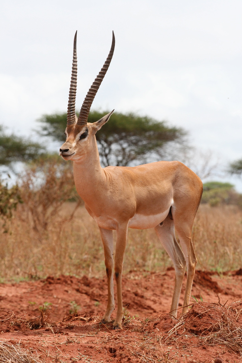 animal, 4K, nature, antelope, no people, arid climate, full length, land, domestic animals, one animal, kenya, animal wildlife, outdoors, mammal, safari