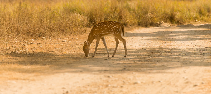 plant, animal, vertebrate, safari, morning, antelope, deer, giraffe, ground, 5K, grassland, mammal, grass, animals in the wild, landscape, field, impala