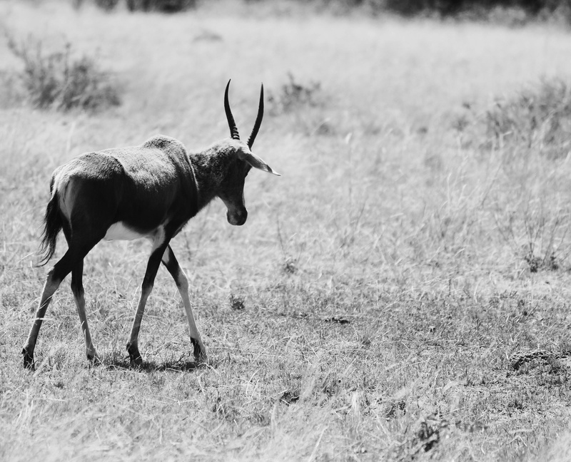 savannah, bela-bela, day, south africa, gazelle, herbivorous, blesbok, focus on foreground, side view, plant, blackandwhite, deer, domestic animals, grass