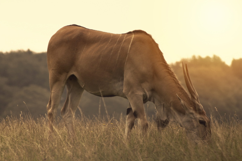 nature, one animal, side view, mammal, animals in the wild, plant, agriculture, roe deer, environment, animal themes, day, 4K, animal wildlife, antelope