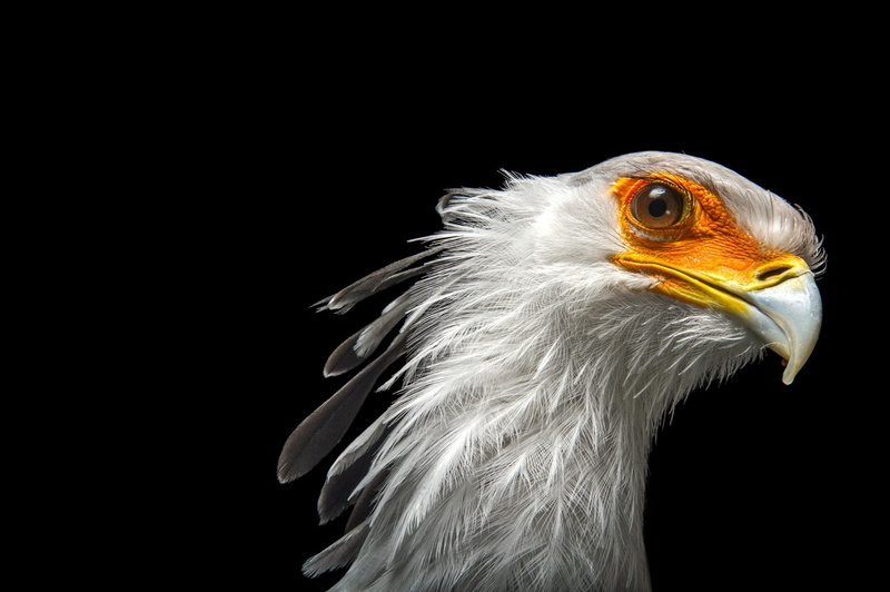 Secretary bird, Sagittarius serpentarius, Secretary, black background, 1080P, bird, Istrebovanie