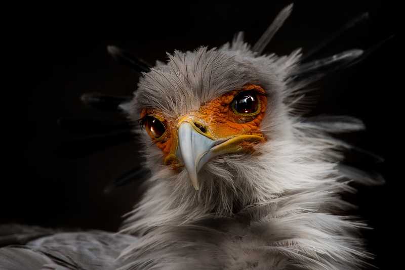 Istrebovanie, bird, Secretary, black background, 1080P, Secretary bird, Sagittarius serpentarius