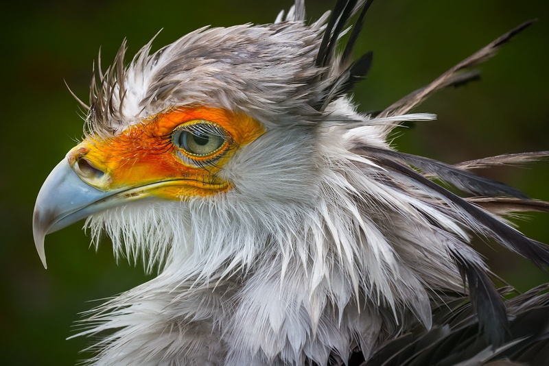 Secretary bird, secretary, Sagittaruis Serpentarius, 1600x1067, hd, bird, birds of prey, canon, 720P