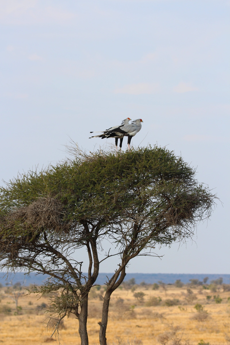 eagle, perching, field, no people, tree, mammal, secretary, animal wildlife, perched, one animal, beauty in nature, bird, land, 5K, animals in the wild