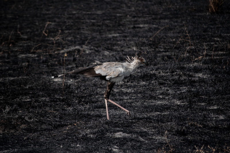 standing, ardeidae, kenya, secretary bird, animal, reserve, crane bird, no people, maasai mara, bird, motion, nature, side view, day, ground, maasai mara national park