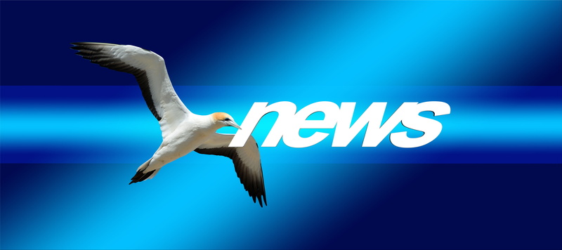 sign, animal wildlife, digital, icon, letters, paper, black, fly, mail, advertising, one animal, animals in the wild, internet, surprise, northern gannet
