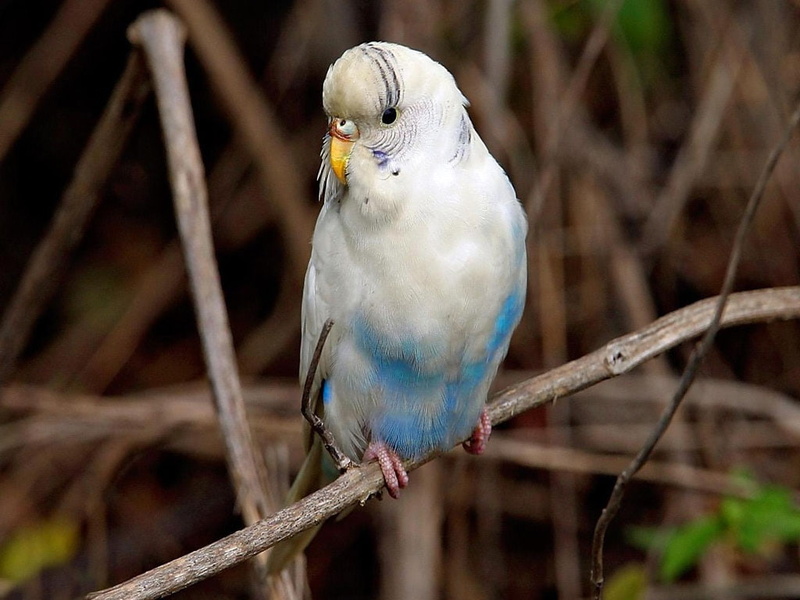 480P, pale, blue, art, white, thin branch, animals, wild, birds, budgerigar, hd, pale blue