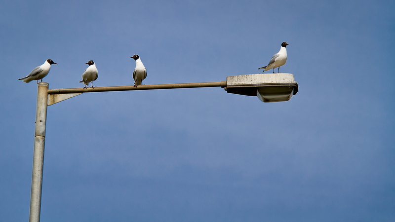 animal themes, group of animals, vertebrate, no people, dove - bird, wildlife, blue, birds, Discussion, seaside, argument, animals in the wild, Gossip