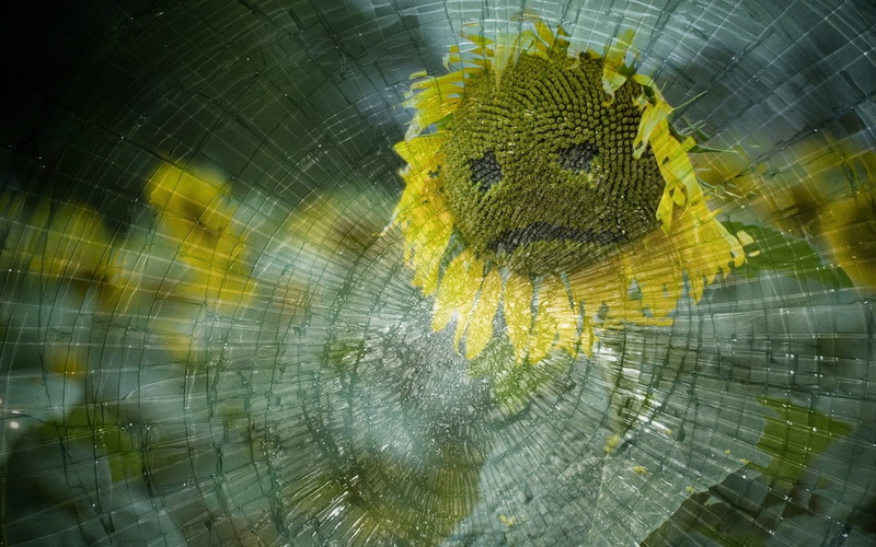 depression, disappointment, depressed, nature, lifestyle, one animal, 1080P, leisure, lover, fight, dispute, friendship, face, sadness, no people, serious