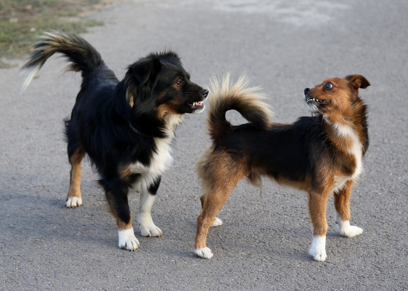 looking, domestic, animal family, pets, mammal, the argument, domestic animals, standing, no people, group of animals, canine, land, dog, focus on foreground