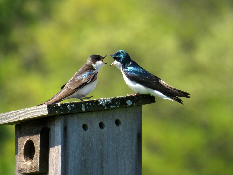 animal themes, green color, togetherness, fly, no people, full length, group of animals, bird, fence, focus on foreground, vertebrate, animal, outdoors