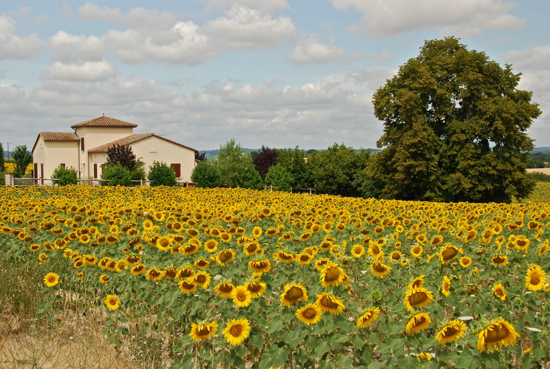 campaign, tree, plant, Sunflowers, agriculture, near, yellow, sunflower, de, farm, leaf, summer, La, house, du, côté, rural Scene, nature, field, flower
