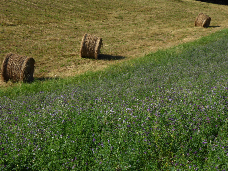 alfalfa, environment, forage, tranquility, summer, land, agriculture, beauty in nature, outdoors, tranquil scene, landscape, hay, green color, italy, emilia romagna