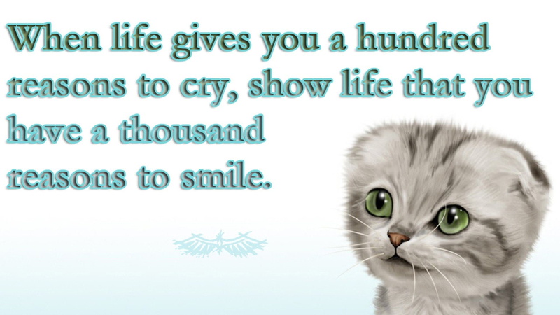 1080P, kittie, baby, animals, quotes, motivational, posters, drawn
