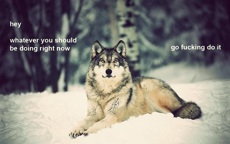snow, wolf, nature, x, text, Winter, 1080P, art, hd, motivation