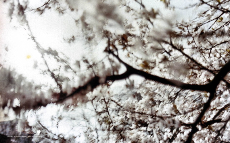 smashing, magazine, branches, flowers, nature, 1080P, blurred, white