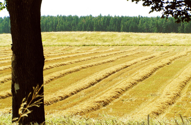 done, tree, grain, 1080P, layer, s, layers, forest, summer, field, 3d and abstract