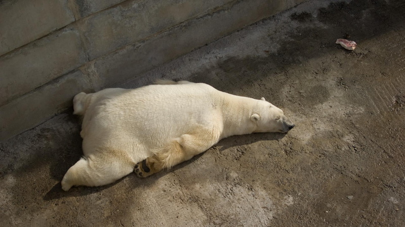 done, m, polar bears, 1080P, animals, bears, okay