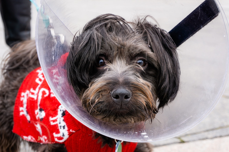 portrait, animal hair, pets, strap, animal, human, close-up, black, poodle, pointer, affenpinscher, no people, brown, clothing, dogs, done, looking at camera