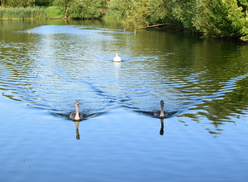 reflection, animal, milton keynes, young, no people, outdoors, lodge lake, two animals, water, animal wildlife, vertebrate, wildlife, beauty in nature
