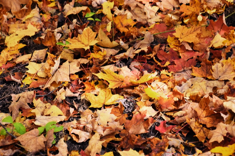 orange color, dry, dried, no people, fragility, day, beauty in nature, field, 5K, soil, art, ground, vine, autumn collection, autumn, poster, abundance