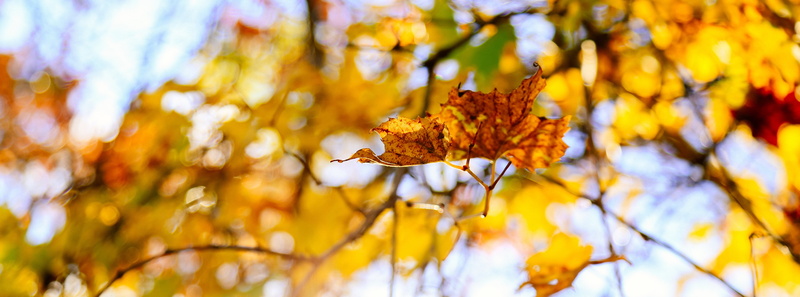 no people, maple leaf, tranquility, favourite, Fall, nature, plant part, place, outdoors, Seasons, Leaves, ontario, Yellow, 5K, tree, Autumn, day, change