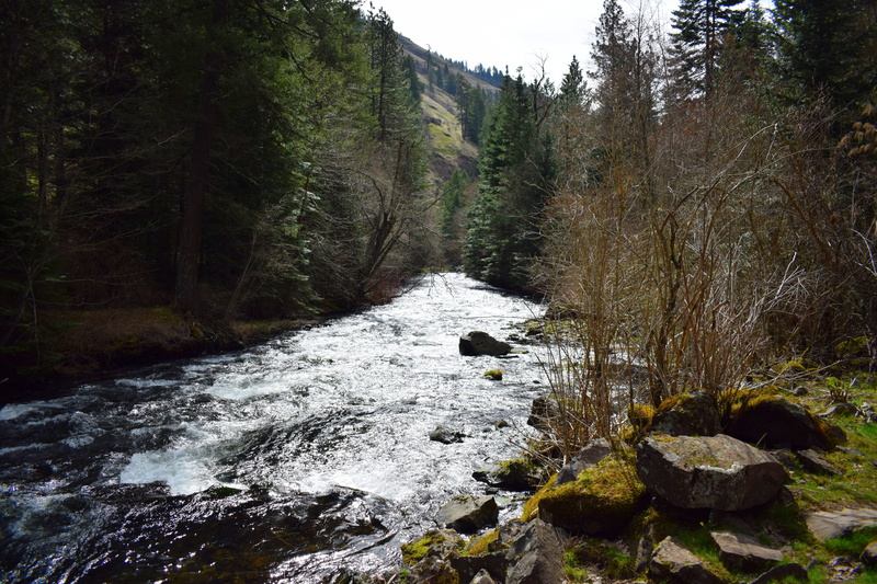 downloading, land, forest, non-urban scene, outdoors, flowing water, harris park, water, united states, tree, river, plant, tranquility, spring, solid