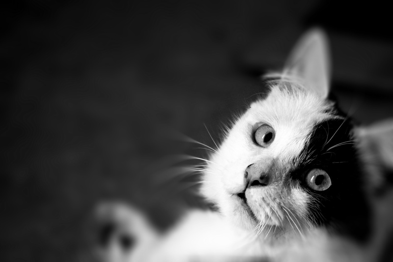 pets, domestic cat, no people, fur, focus on foreground, indoors, angora, stare, one animal, milton keynes, mammal, nature, white, male, portrait, young animal