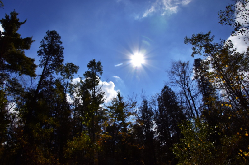 streaming, low angle view, milton, nature, sunny, solar flare, bright, land, scenics - nature, outdoors, canada, no people, sky, tree canopy, forest, tree