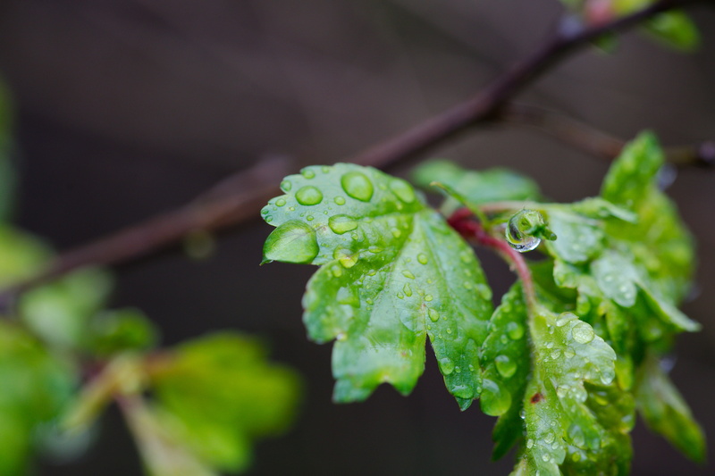 light, selective focus, sprout, outdoors, clouds, mood, drop, rain, food and drink, close, spring, branches, raindrop, trees, no people, garden, climate